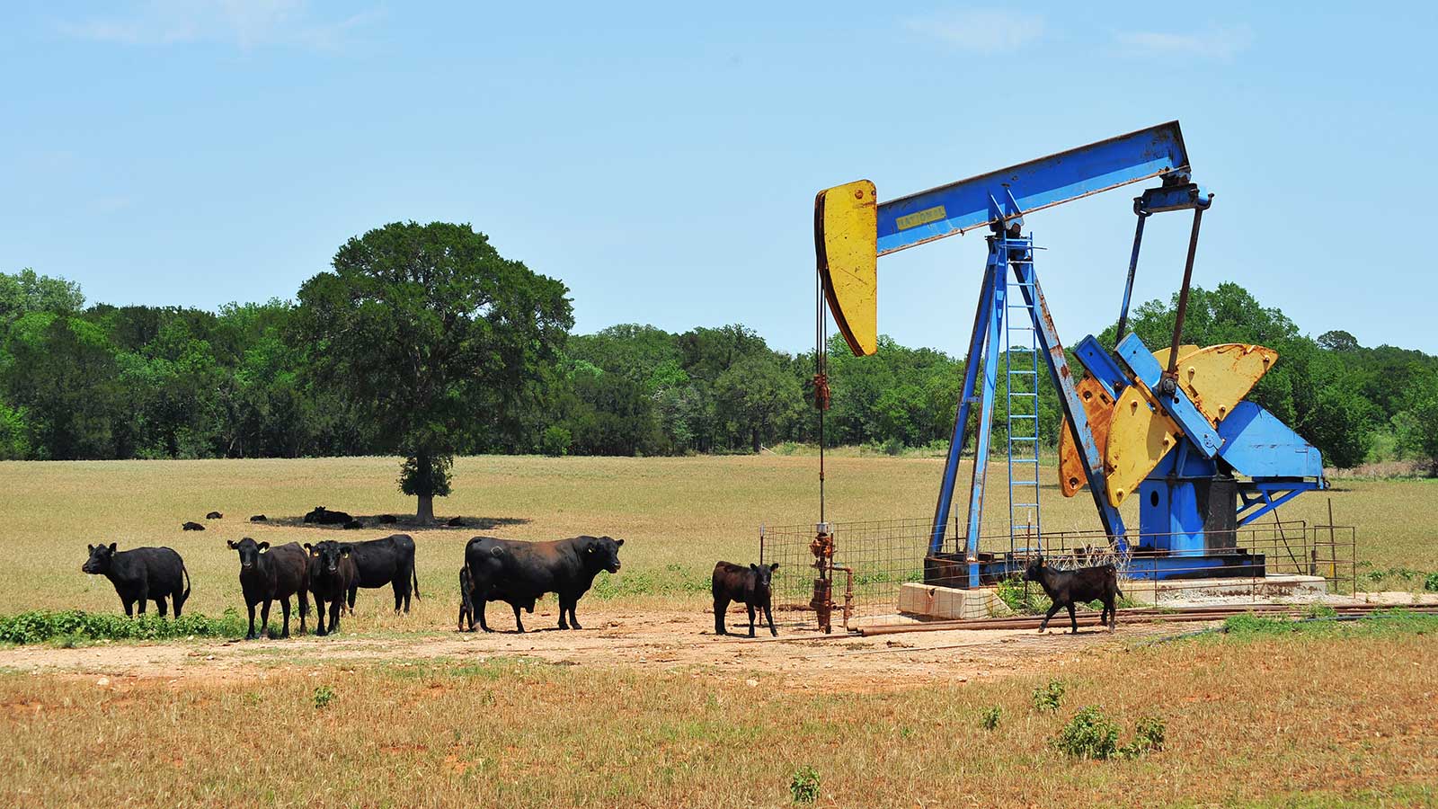 Oil Well Pumper and Brahma Cattle in West Texas.